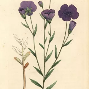 Common flax, Linum usitatissimum