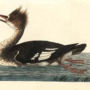 Common merganser duck or goosander, Mergus merganser