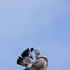 Common Wood Pigeon - adult - grooms on top of a