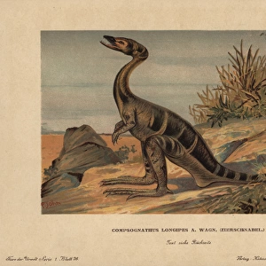 Compsognathus longipes, extinct small, bipedal