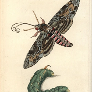 Convolvulus hawk-moth, Agrius convolvuli