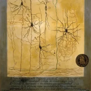 Cortical grey matter schema by Santiago Ramon Y Cajal