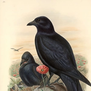 Corvus corone, carrion crow