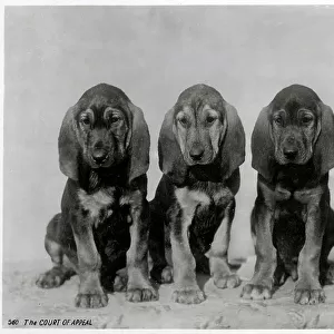 The Court of Appeal - four puppies making ther judgement
