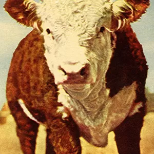 Cow Date: 1951