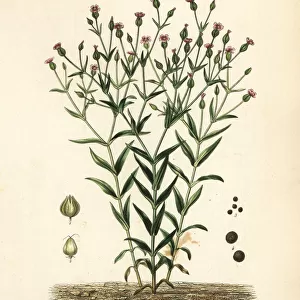 Cowherb, Vaccaria hispanica, Vaccaria sessilifolia