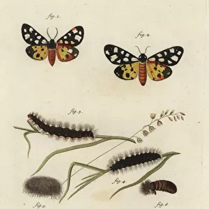 Cream-spot tiger moth, Epicallia villica