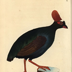 Phasianidae Collection: Crested Partridge