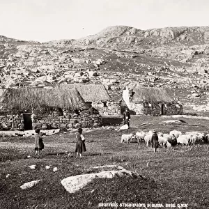 Crofters with sheep, Barra, Outer Hebrides, Scotland