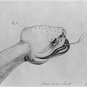 Crotalus adamanteus, eastern diamondback rattlesnake