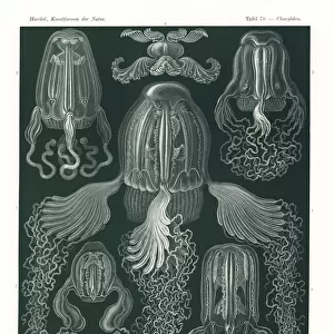 Cubomedusae or box jellyfish