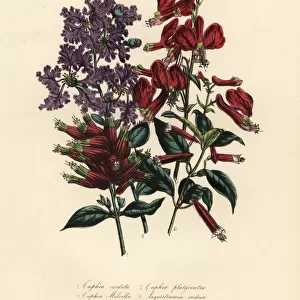 Cuphea and Lagerstroemia species