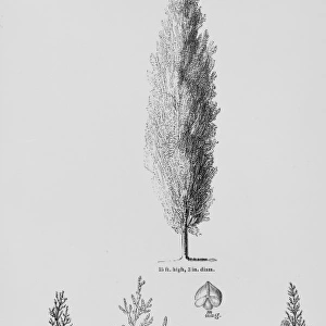 Cupressus sempervirens, Italian cypress