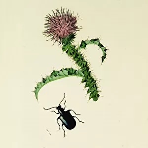 Curtis British Entomology Plate 323