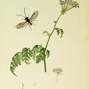 Curtis British Entomology Plate 688