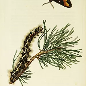 Curtis British Entomology Plate 7