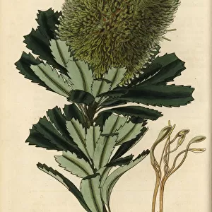 Cut-leaf banksia, Banksia praemorsa