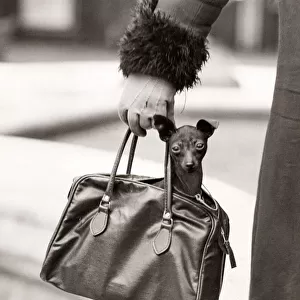 Cute dog being carried in a handbag, London, 1931