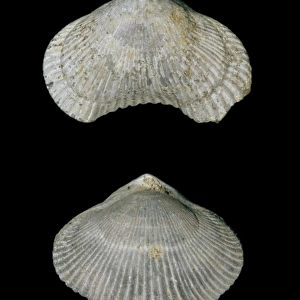 Cyclothyris difformis, brachiopod