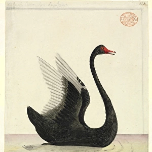 Swans Collection: Black Necked Swan