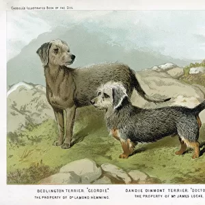 Terrier Collection: Dandie Dinmont Terrier