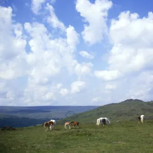 Dartmoor ponies at Sharp Tor, Devon