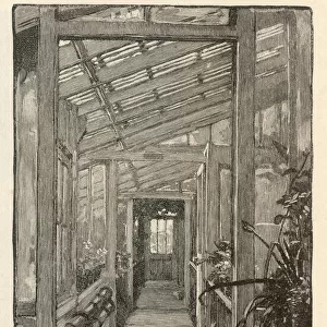 Darwin / Greenhouse / 1882