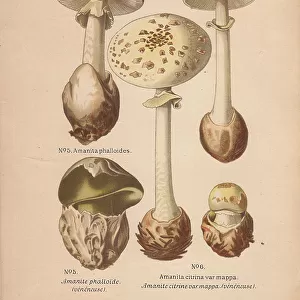 Death cap mushroom, Amanita phalloides