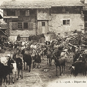 The Departure of a herd of goats from Salvan, Switzerland