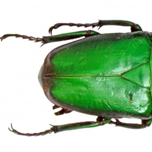 Dicronorhina sp. rose chafer beetle