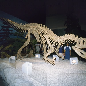 DINOSAUR Skeleton - Gigantosaurus