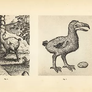 Dodos of Jacob Cornelisz van Neck and Carolus Clusius