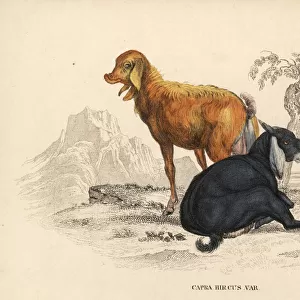 Domesticated goat, Capra aegagrus hircus