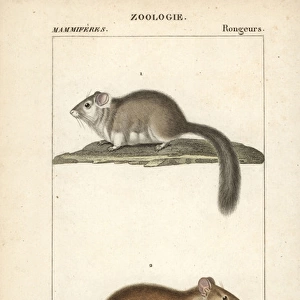 Dormouse, Glis glis, and rat, Rattus norvegicus