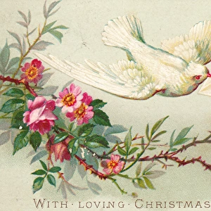 Dove and pink flowers on a Christmas card