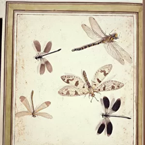 Odonata Collection: Related Images