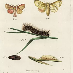 Drinker moth, Euthrix potatoria