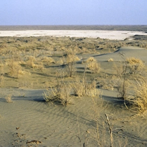 Dry salt marsh - surrounded by sand dunes - a typical
