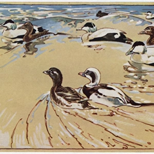Ducks in Lindisfarne