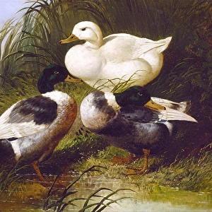 Ducks by a Stream, by John Frederick Herring Jr