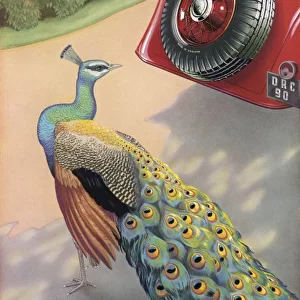 Dunlop Tyre Ad / Peacock