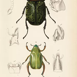 Beetles Collection: Eastern Hercules Beetle