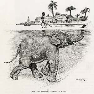 How the elephant crosses a river