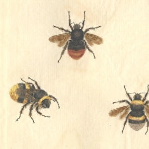English Insects illustration by James Barbut