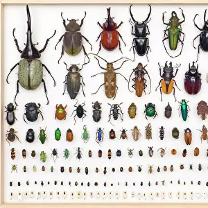 Insects Collection: Beetles