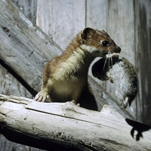 Ermine with prey (lemming) in abandoned winter