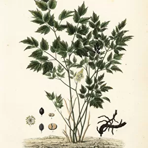 Eurasian baneberry or herb Christopher, Actaea spicata