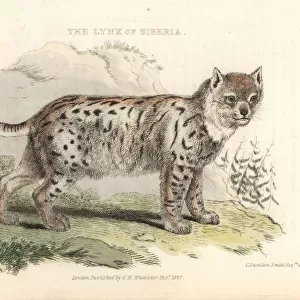 Eurasian lynx, Lynx lynx