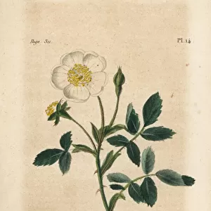 Evergreen rose, Rosa sempervirens