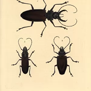 Borer Beetles